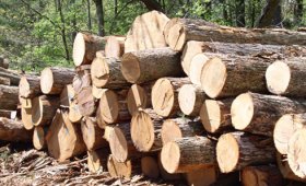 Kiến nghị chính phủ không thu thuế xuất khẩu gỗ
